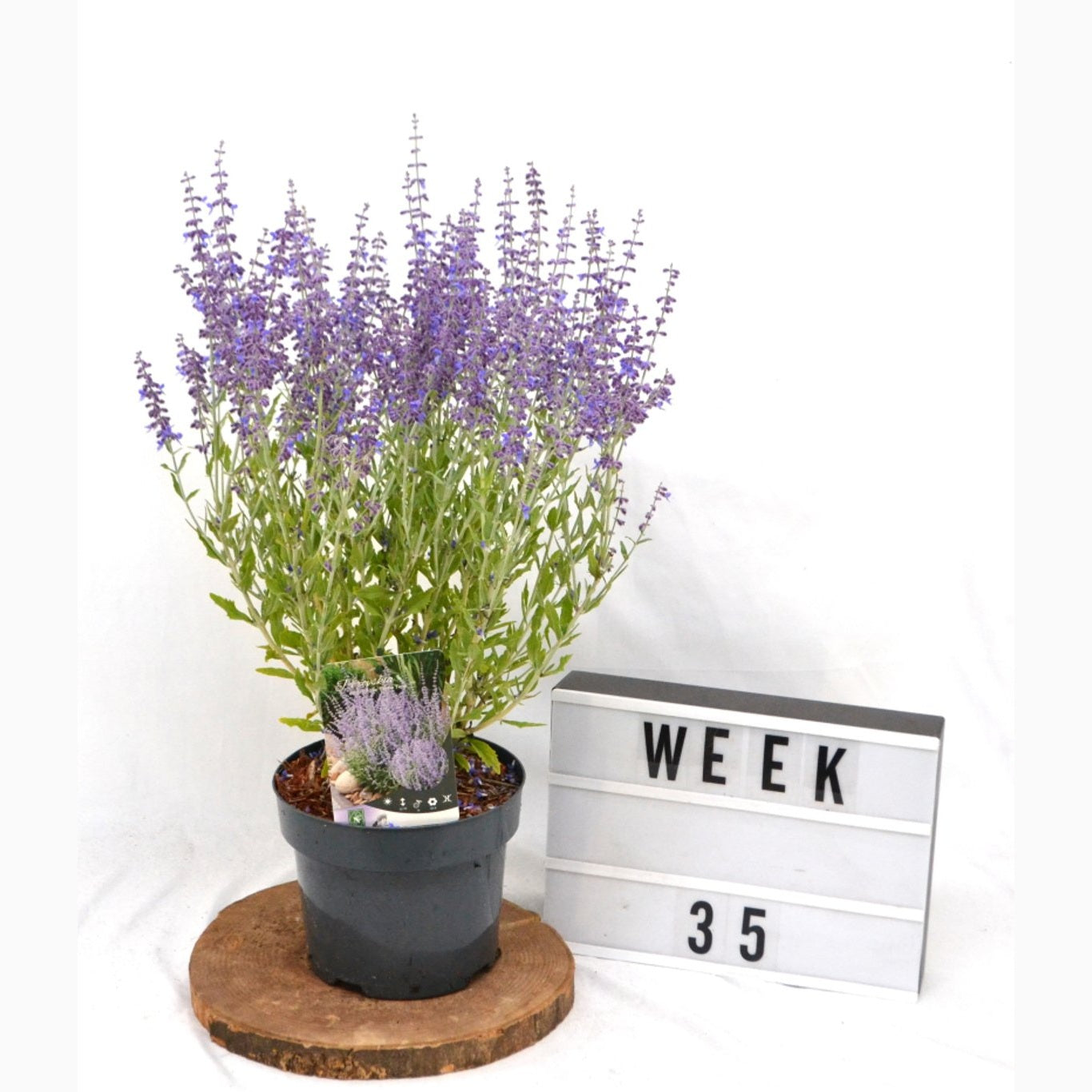 Perovskia – Perovskia atriplicifolia 'Prime Time' - C3 20-40 CM