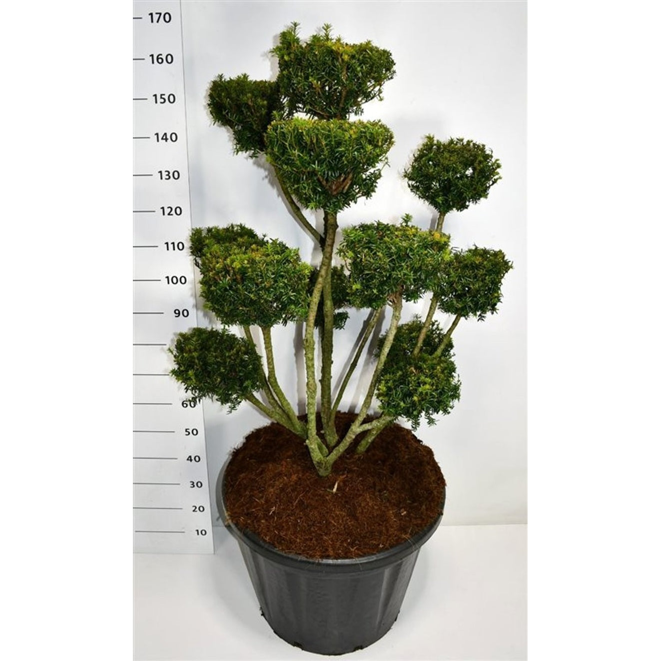 Hybrididegran – Taxus media 'Farmen' - C110 100-125 cm. Bonsai