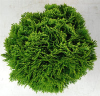 Thuja – Thuja occidentalis 'Danica' - C7.5 30-40 cm.