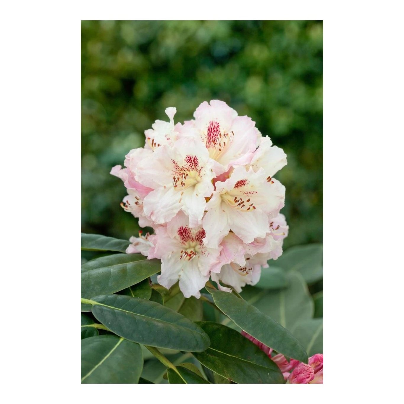 Rhododendron – Rhododendron 'Bellini' - C12 50-60 CM