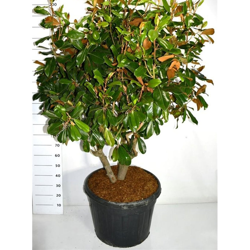 Städsegrön magnolia – Magnolia grandiflora 'Goliath' - C110 Meerstammig