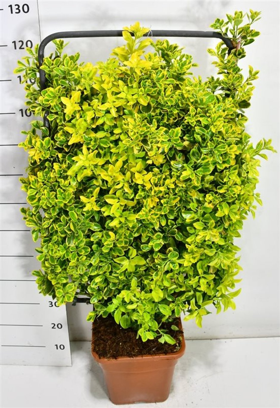 Japansk benved – Euonymus japonicus &