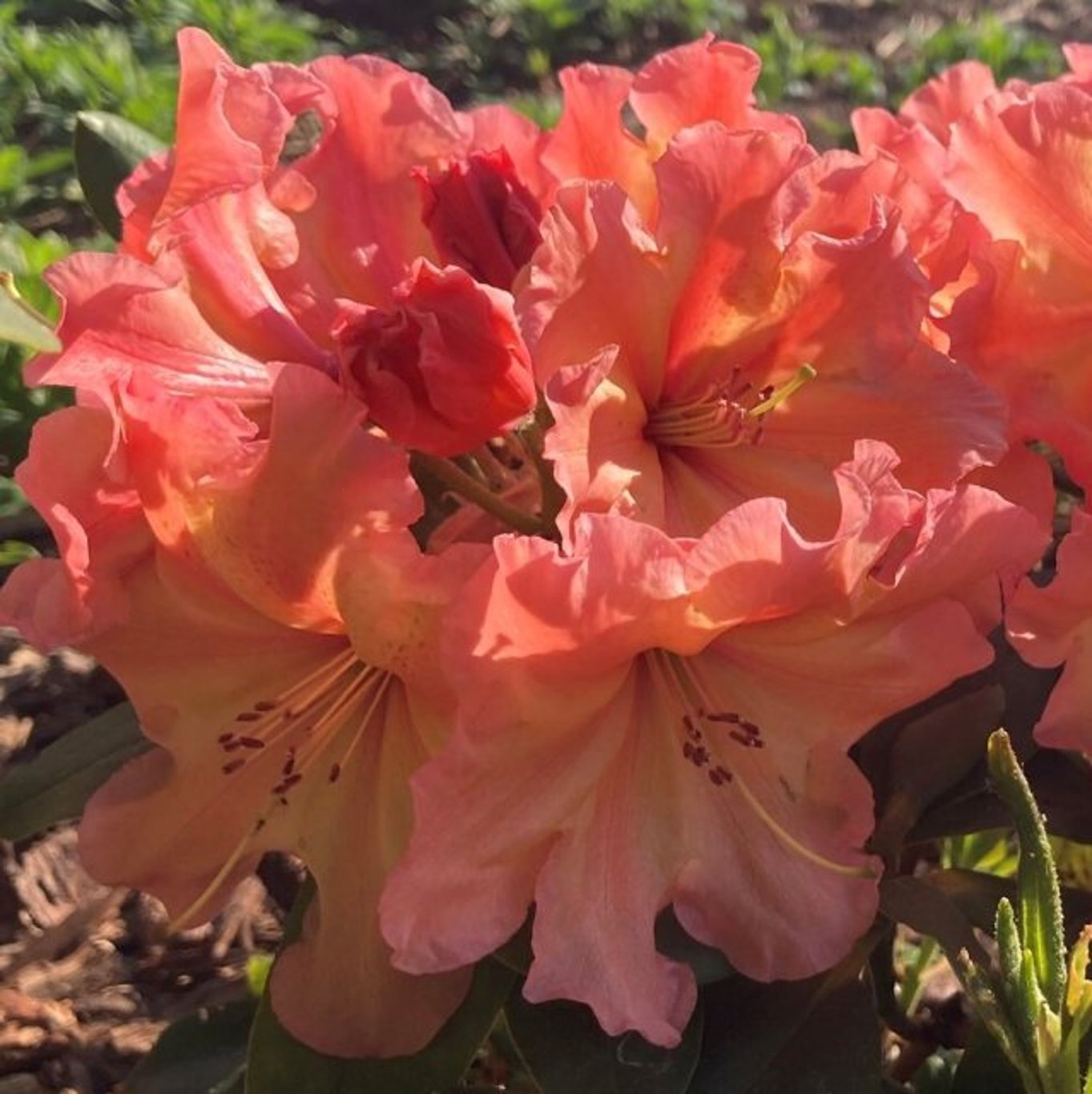 Rhododendron – Rhododendron 'Sun Glory' - C5 30-40 CM