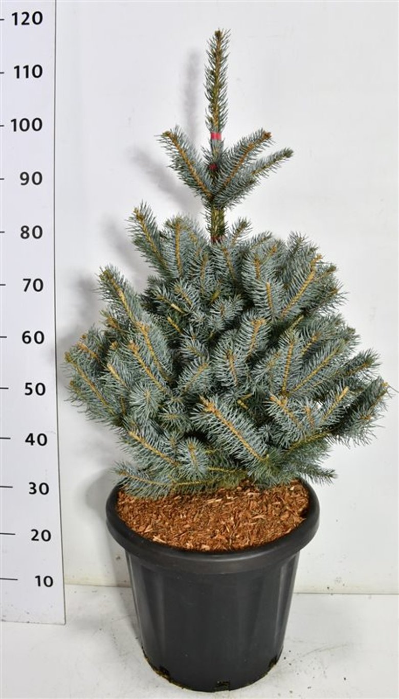 Blågran – Picea pungens &