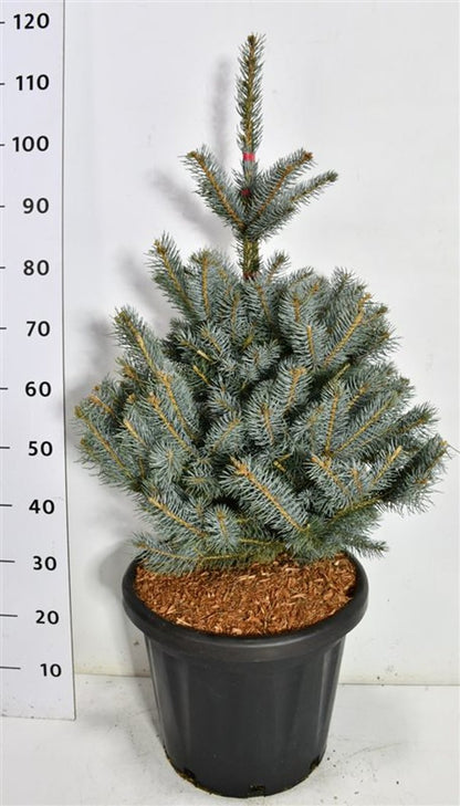 Blågran – Picea pungens &