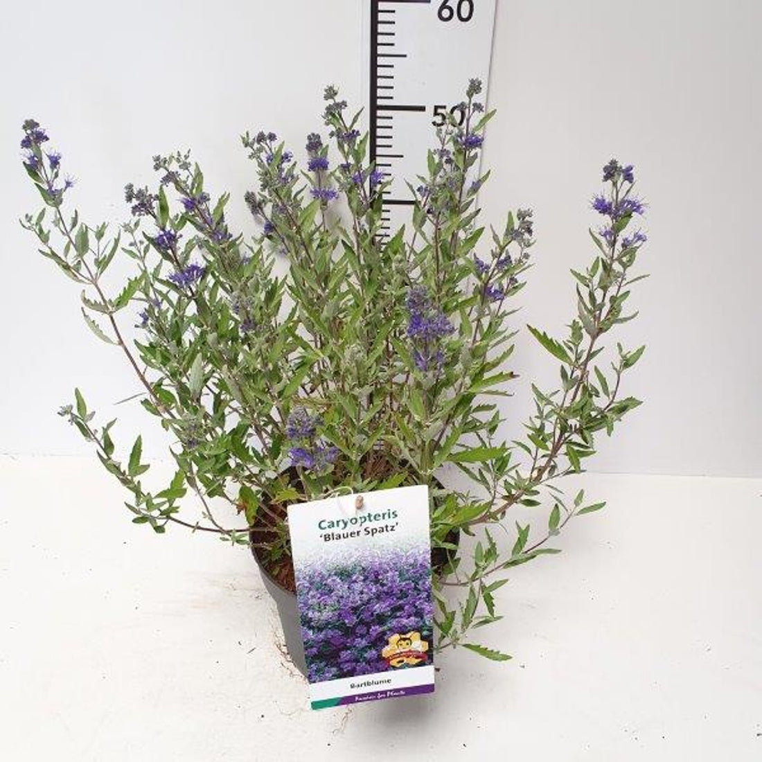 Blåspirea – Caryopteris clandonensis &
