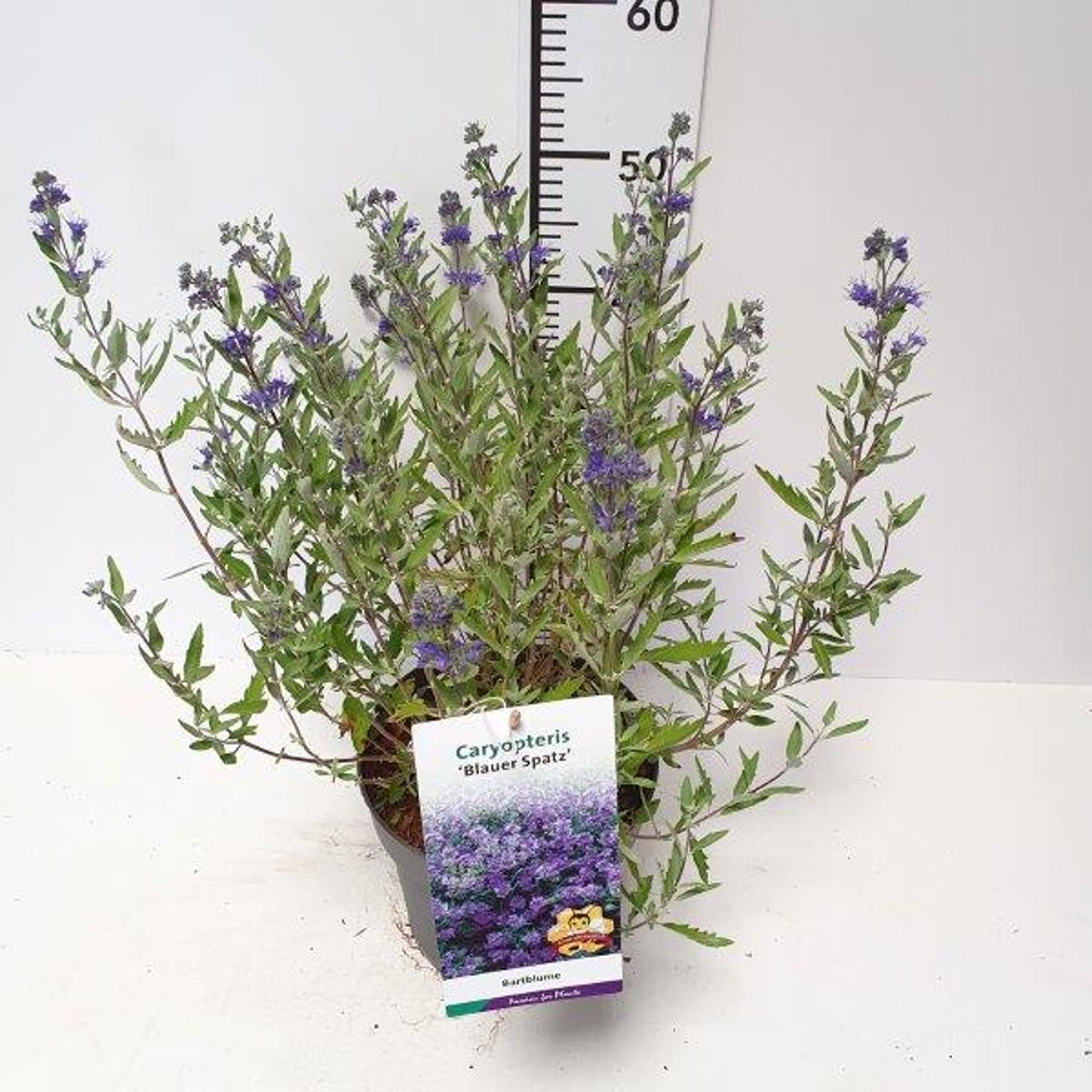 Blåspirea – Caryopteris clandonensis 'Blauer Spatz' - C5