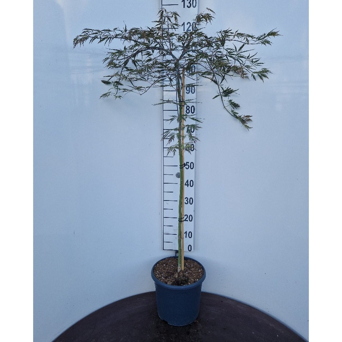 Japansk lönn – Acer pal. 'Tamukeyama' - 80 CM Stem C10