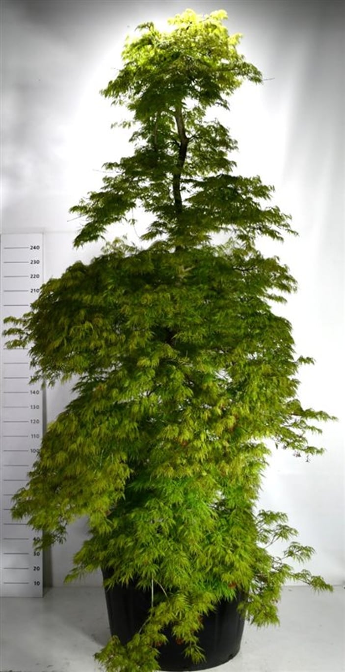 Japansk lönn – Acer palmatum &