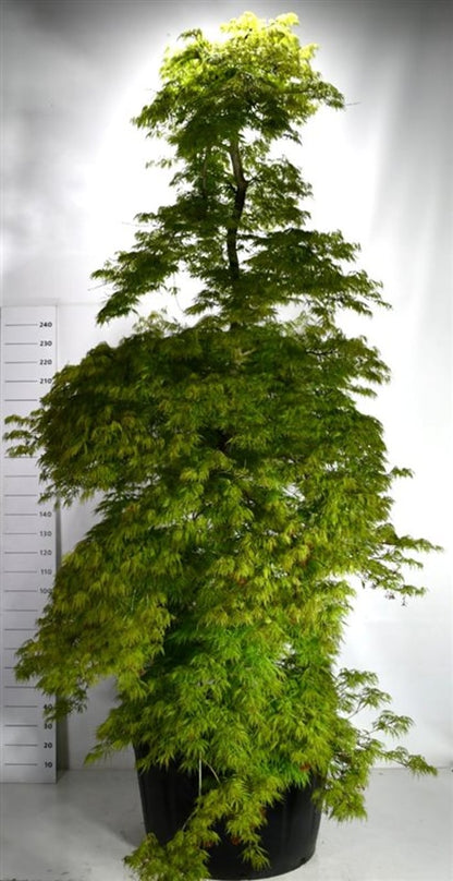 Japansk lönn – Acer palmatum &