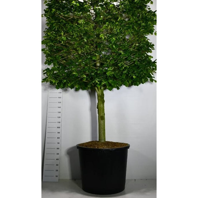 Stortbladig lind – Tilia platyphyllos - C350 110 cm. Halfstam leivorm