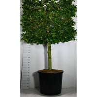 Stortbladig lind – Tilia platyphyllos - C350 110 cm. Halfstam leivorm