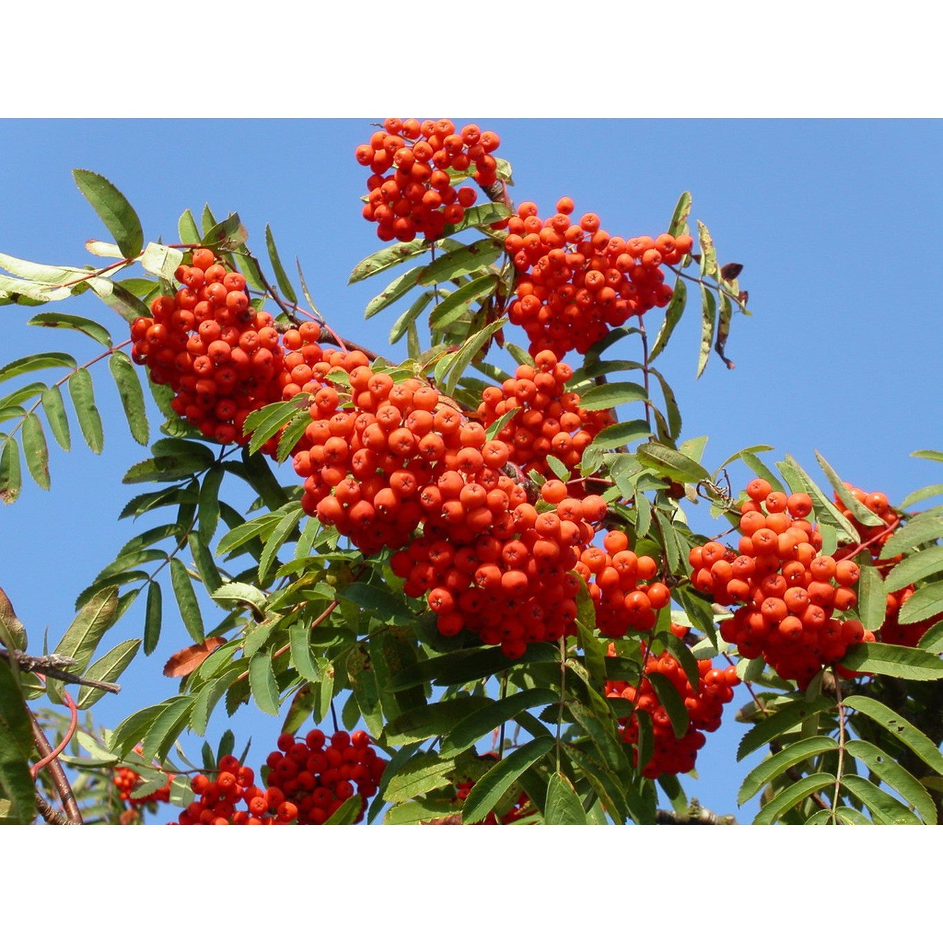 Rönn – Sorbus aucuparia - 60-100 CM bare root 1/1