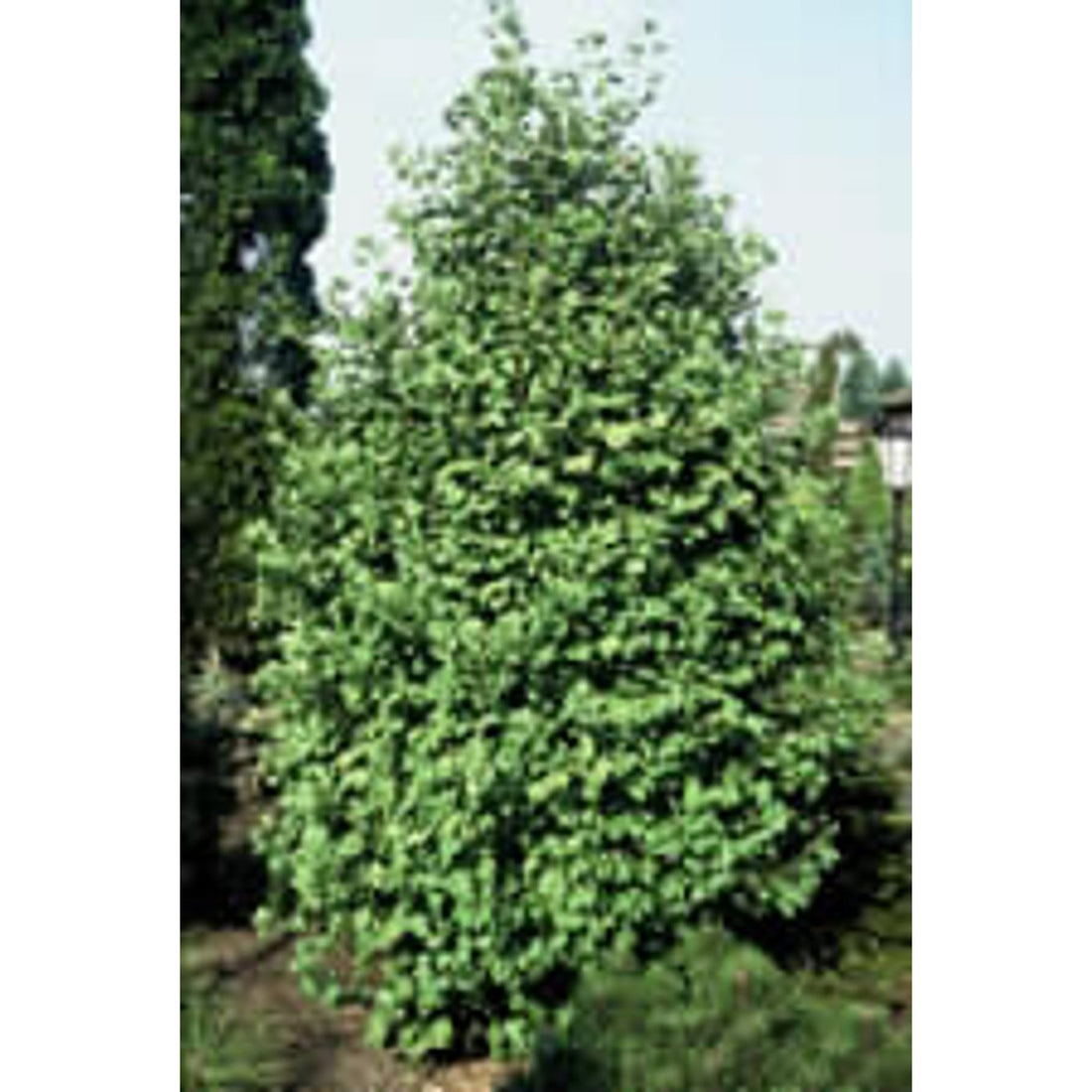 Ginkgo – Ginkgo biloba &