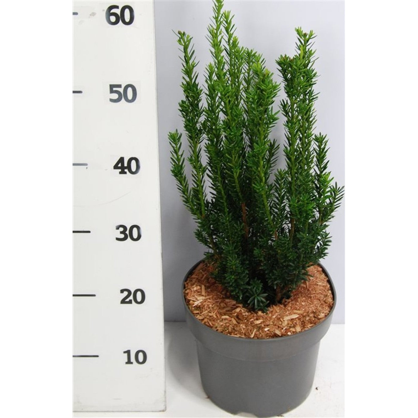 Hybrididegran – Taxus media 'Hillii' - C5 30-40 cm.