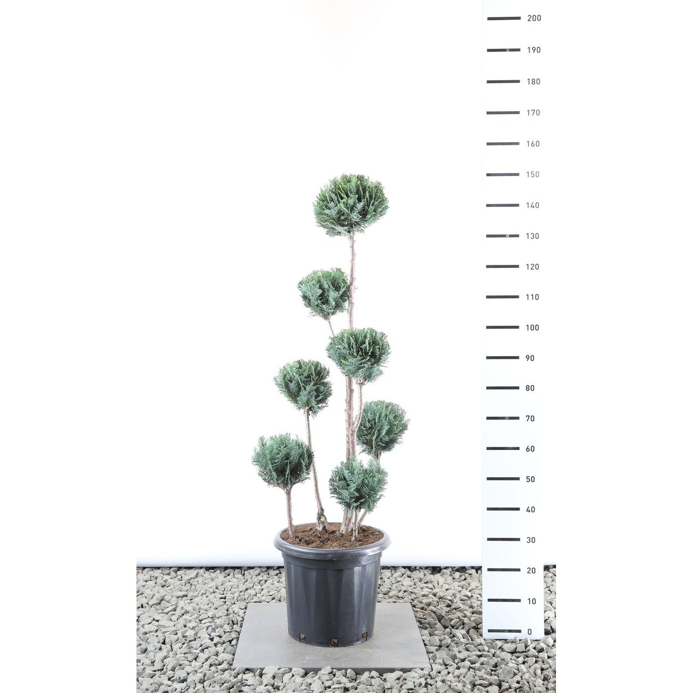 Ädelcypress – Chamaecyparis lawsoniana 'Columnaris' - 100-125 CM PonPon EXTRA in Cont.