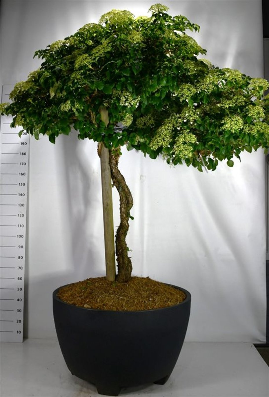 Klätterhortensia – Hydrangea petiolaris - C 450 Decopot 140-150 cm. Stam