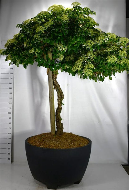 Klätterhortensia – Hydrangea petiolaris - C 450 Decopot 140-150 cm. Stam
