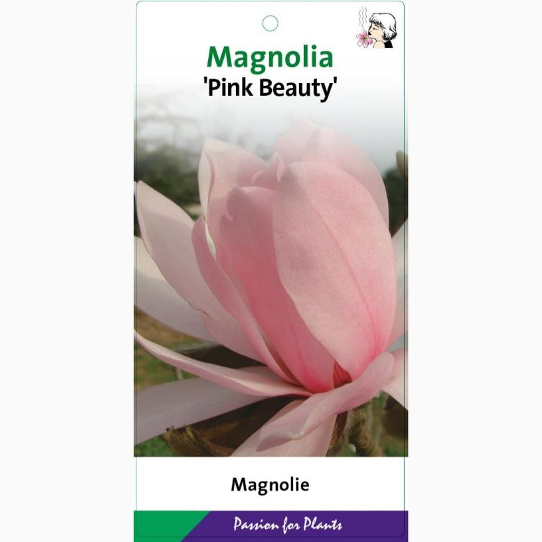 Magnolia – Magnolia &