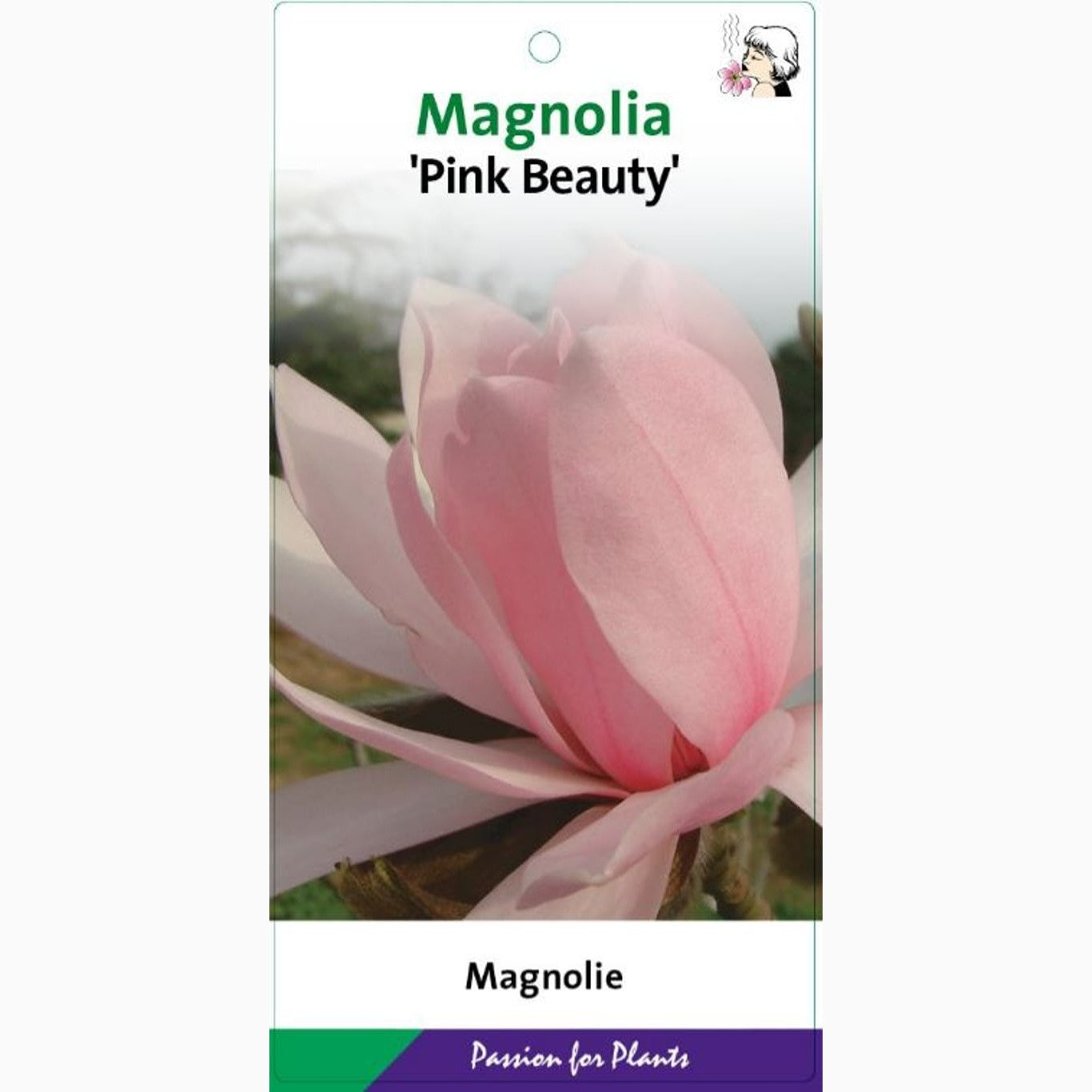 Magnolia – Magnolia 'Parfum' - C7.5 60-80 CM