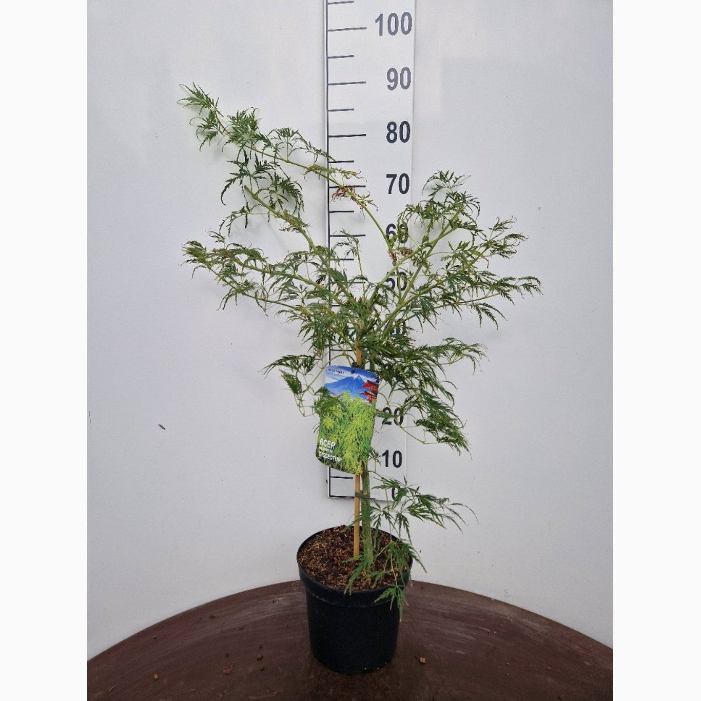 Japansk lönn – Acer pal. 'Dissectum' - C5 40-50 CM