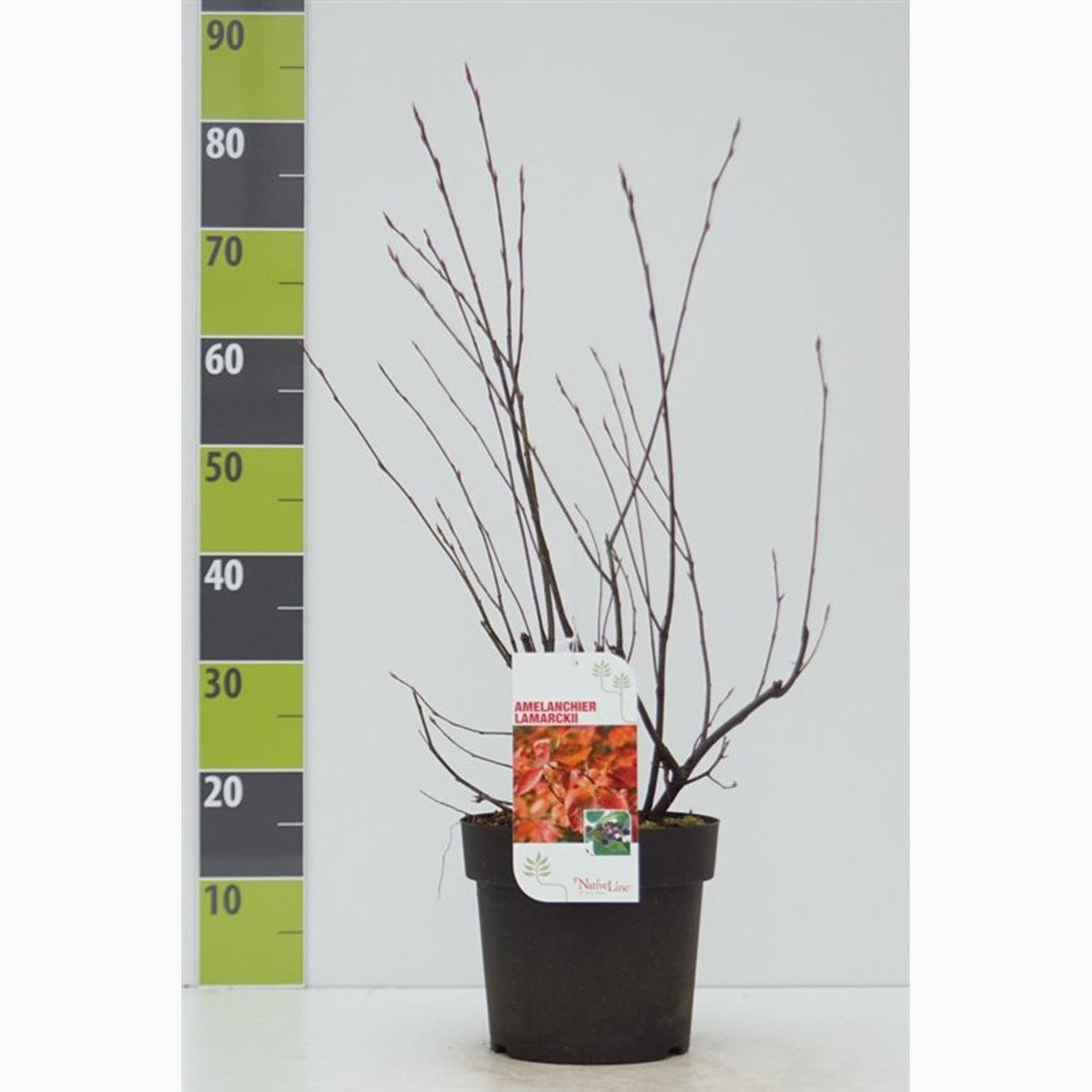 Häggmispel – Amelanchier lamarckii - C4,6 50-60 CM