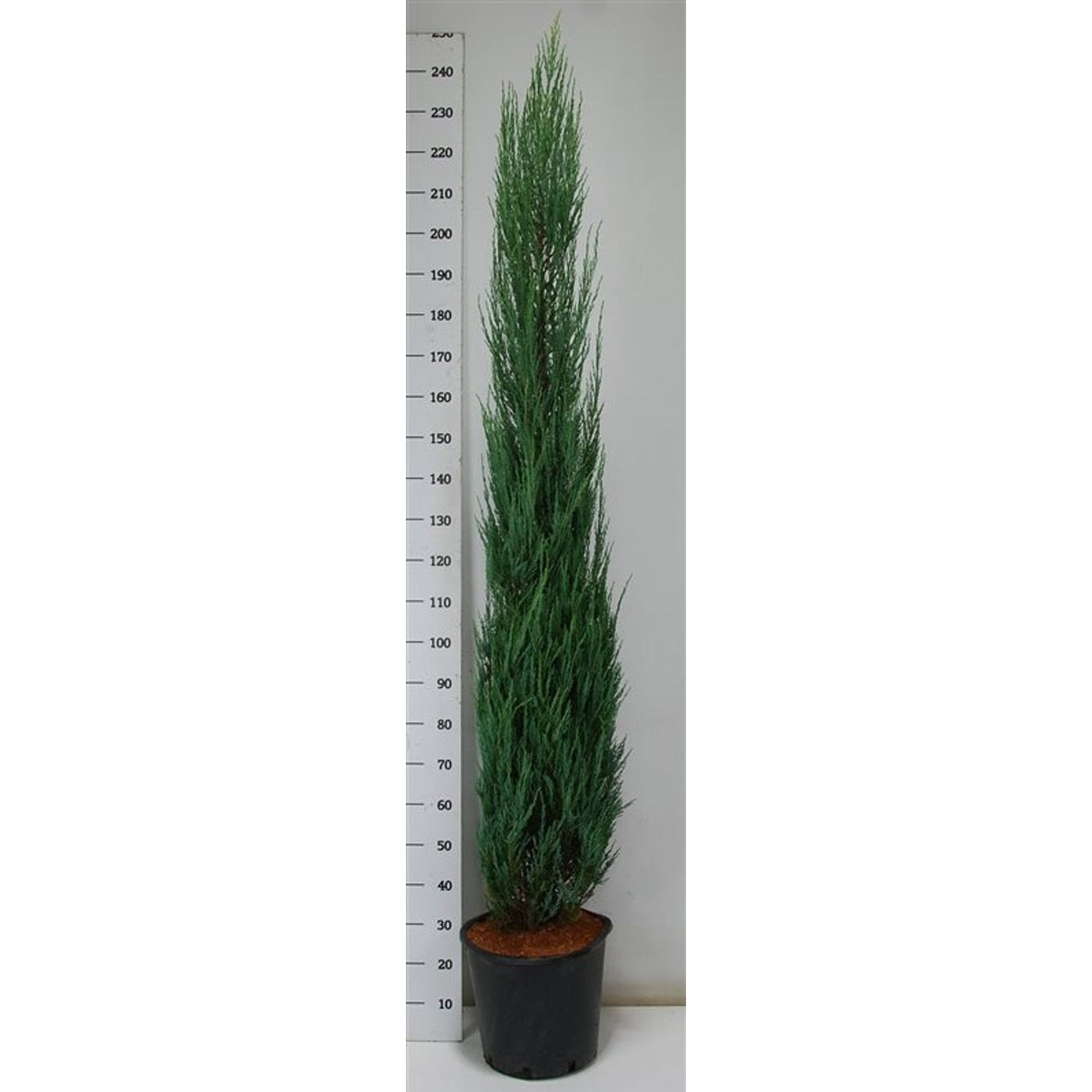 Pelar-en – Juniperus scopulorum 'Blue Arrow' - C25 200-225 cm.