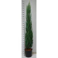 Pelar-en – Juniperus scopulorum 'Blue Arrow' - C25 200-225 cm.