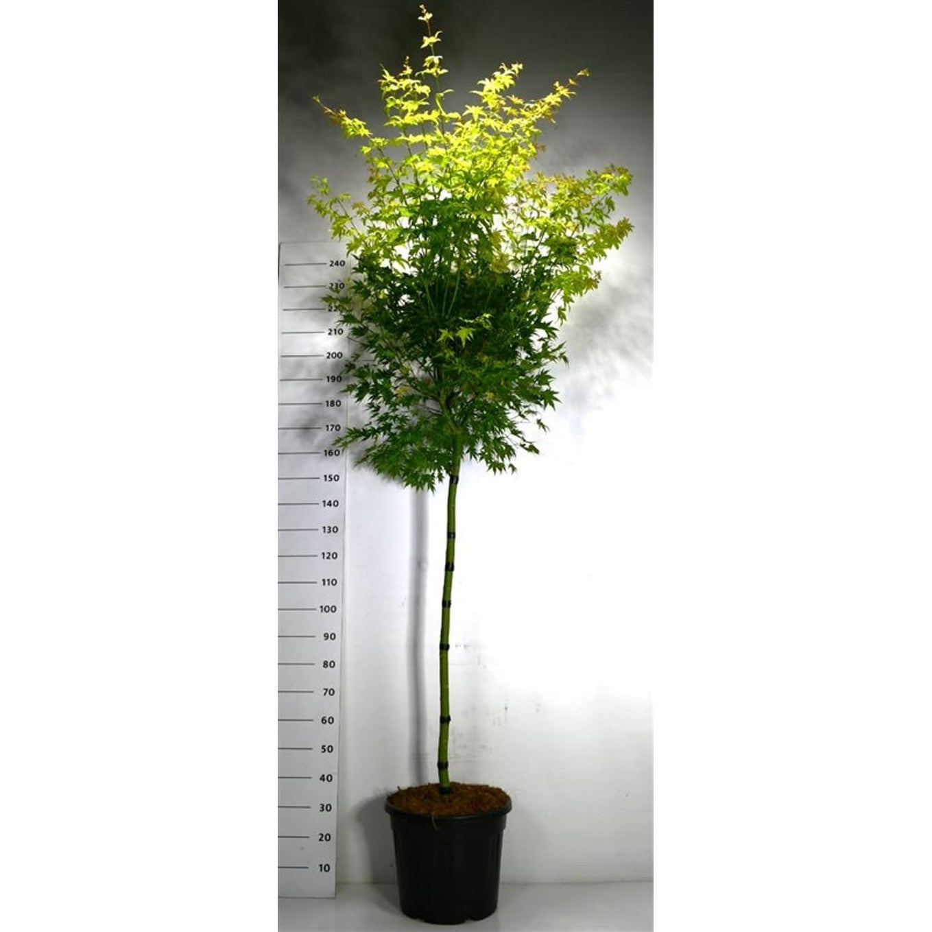 Japansk lönn – Acer pal. 'Orange Dream' - 120 CM Stem C30