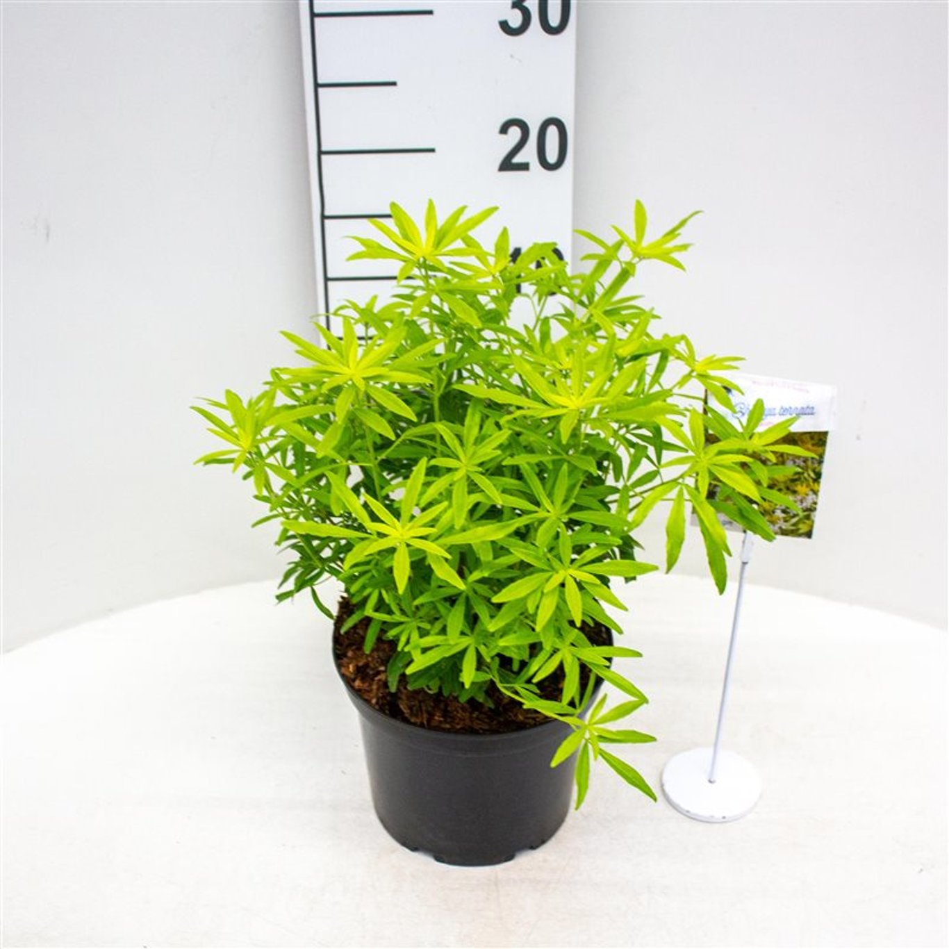 Mexikansk apelsinblomma – Choisya ternata 'Goldfingers' - C3 25-30 CM