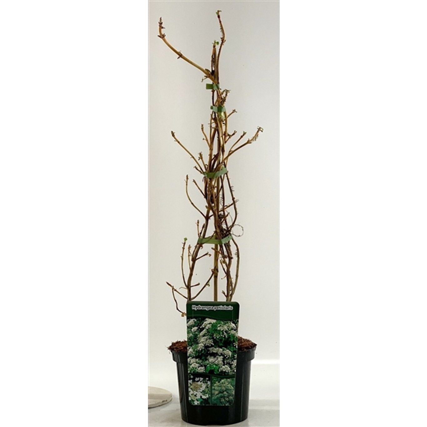 Hortensia – Hydrangea arborescens 'Pink Percussion' - C7.5 80-100 CM Stick