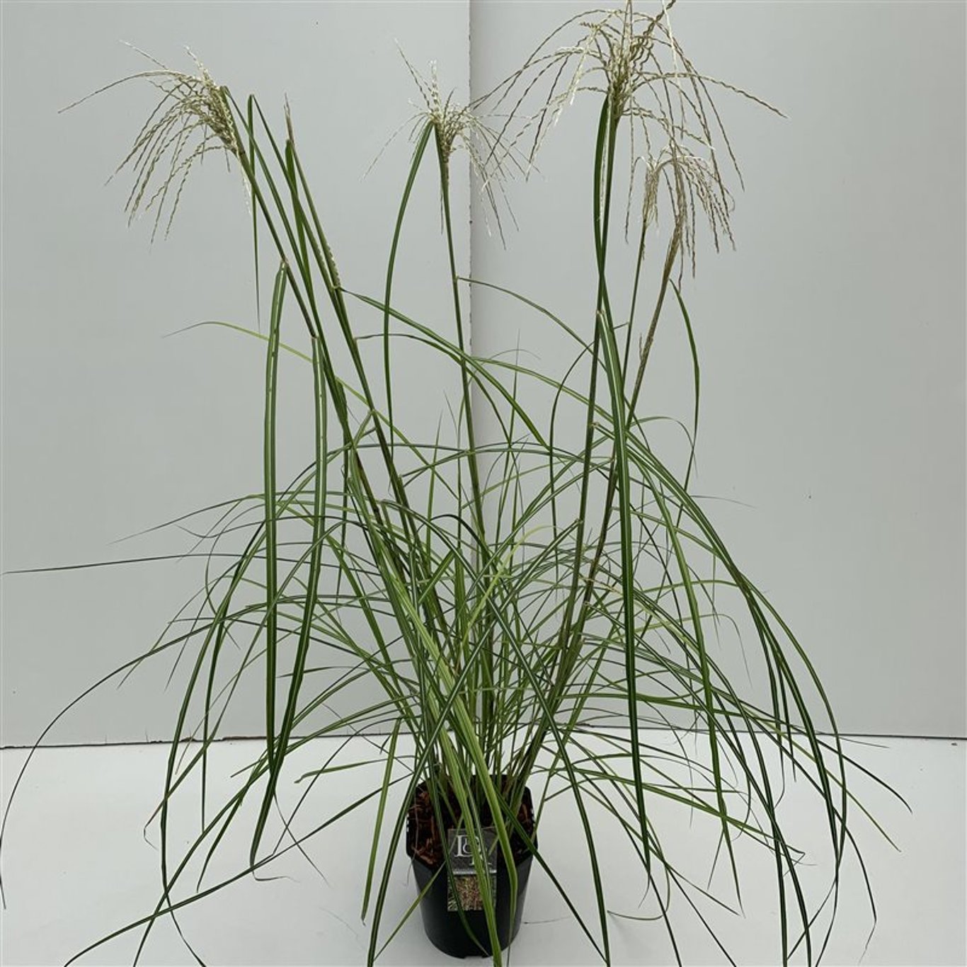 Glansmiskantus – Miscanthus sinensis 'Pink Cloud' - C5