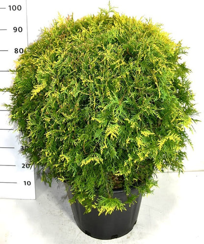 Thuja – Thuja occidentalis &