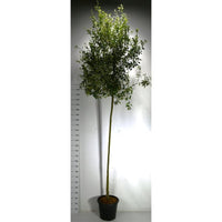 Stenek – Quercus ilex - C35 200 cm. Stam