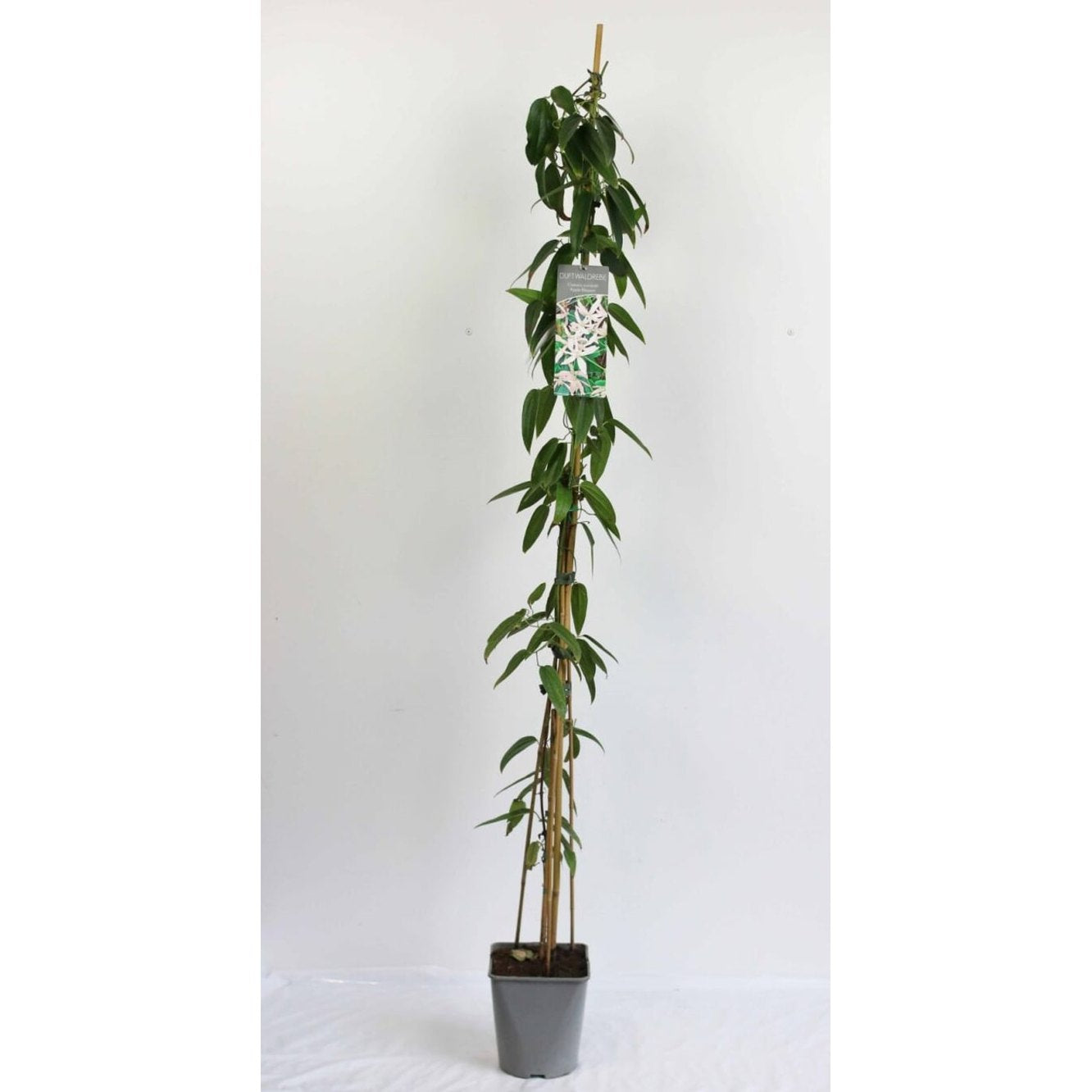 Klematis – Clematis armandii 'Apple Blossom' - C5 125-175 CM Stick