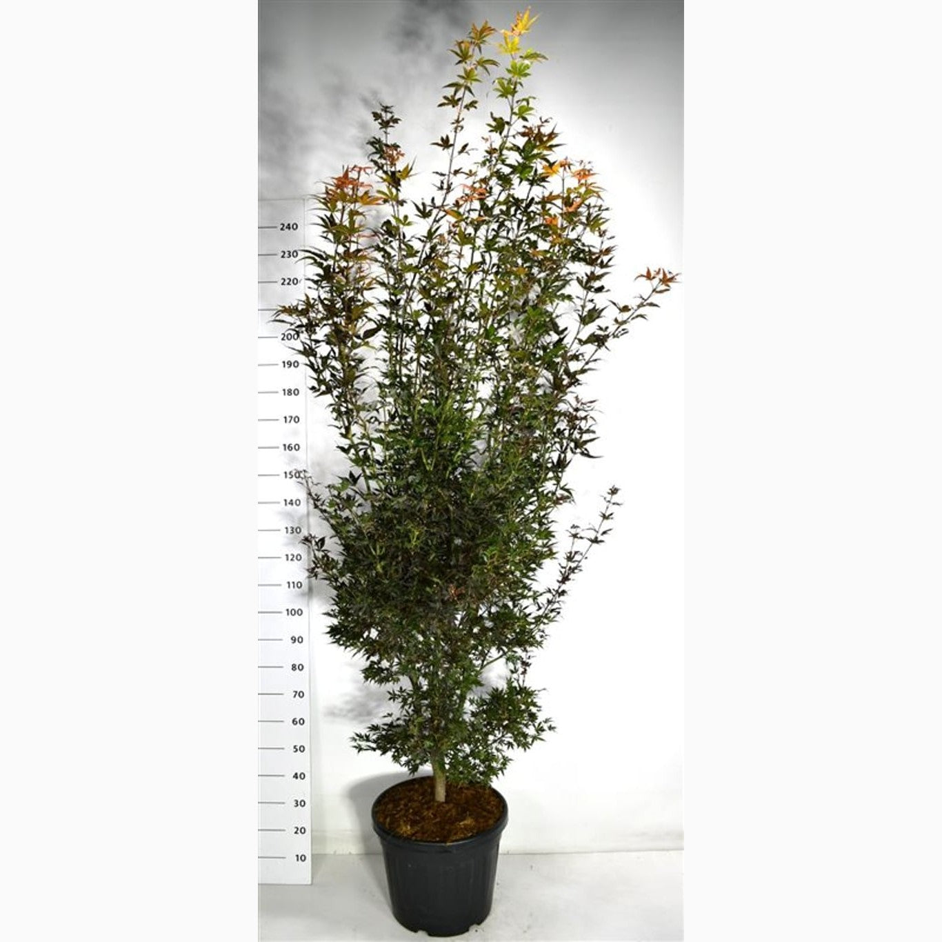 Japansk lönn – Acer pal. 'Skeeter's Broom' - C35 200-225 CM