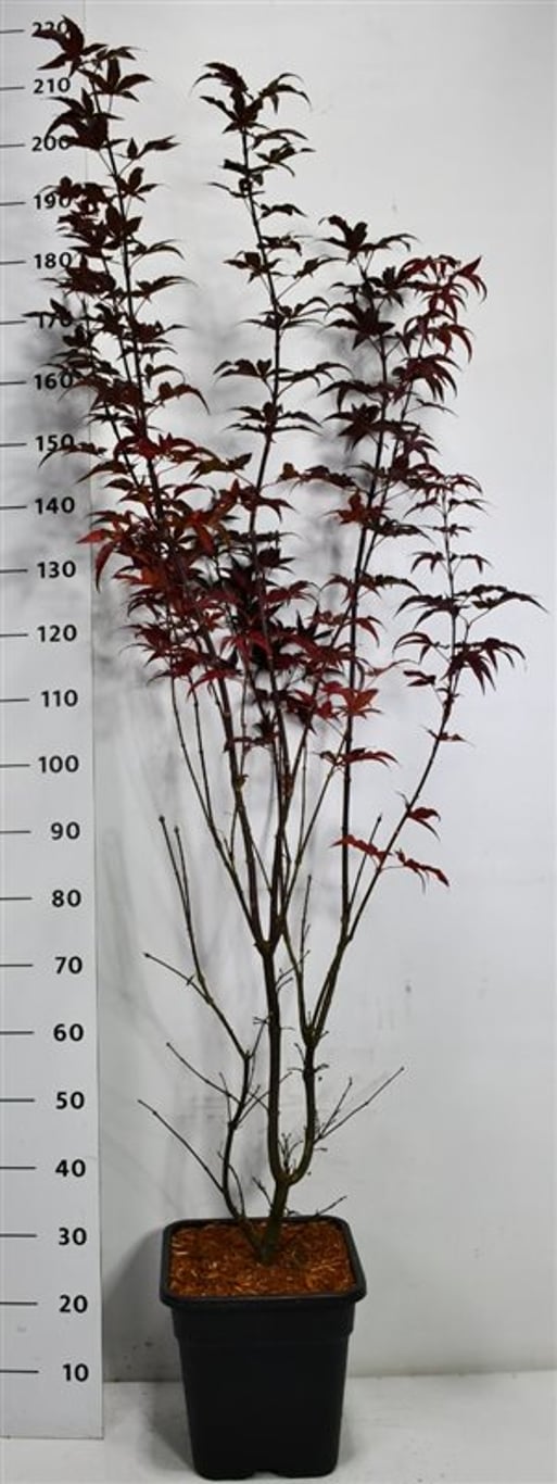 Japansk lönn – Acer palmatum &
