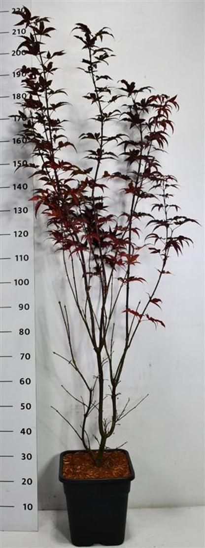 Japansk lönn – Acer palmatum &
