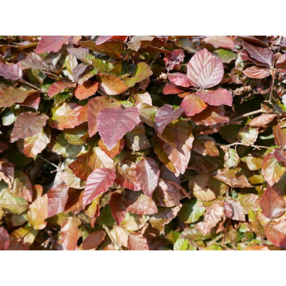 Blodbok – Fagus sylvatica &