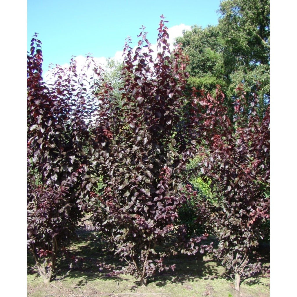 Körsbärsplommon – Prunus cerasifera 'Nigra' - 150-200 CM RB