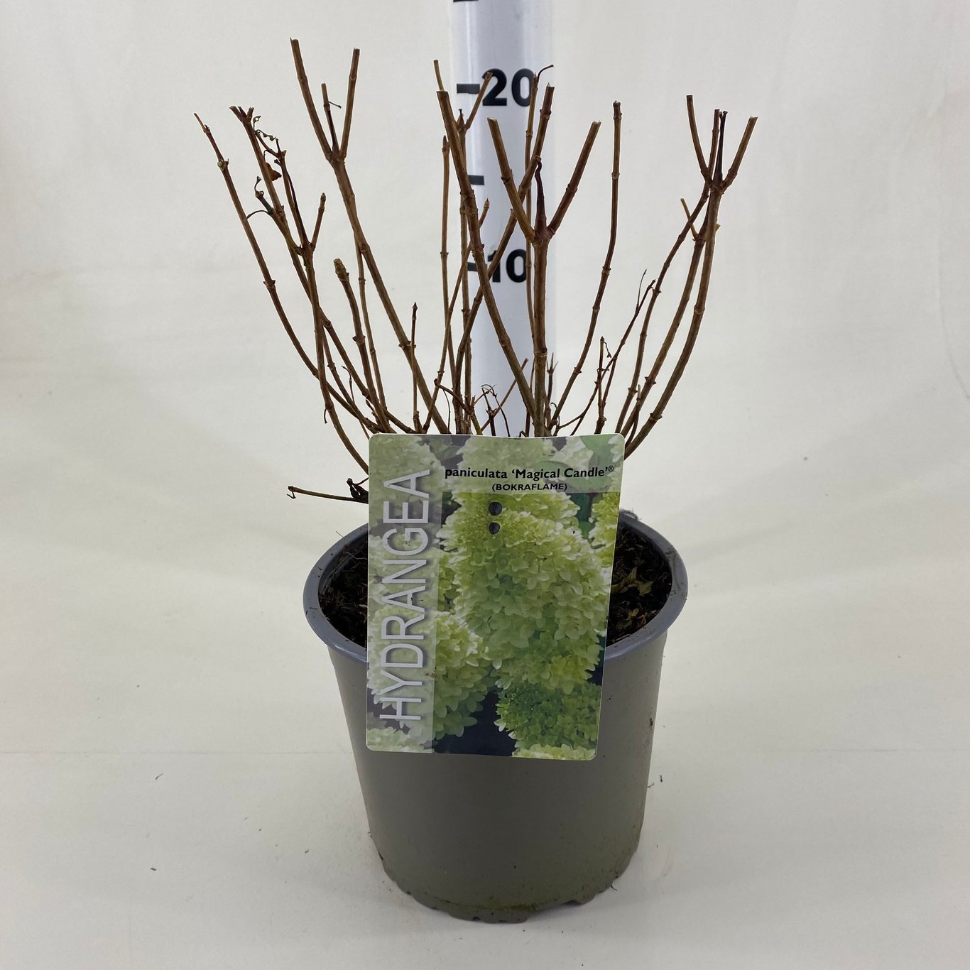 Syrenhortensia – Hydrangea paniculata 'Magical Candle'® - C3 20-30 CM