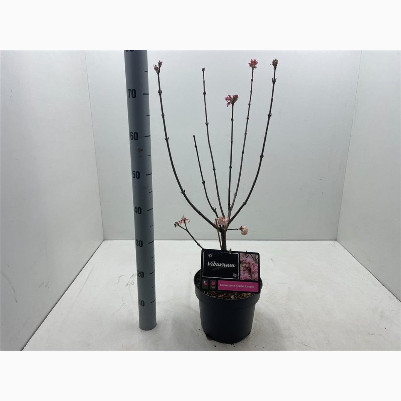 Hybridolvon – Viburnum bodnantense 'Charles Lamont' - C4