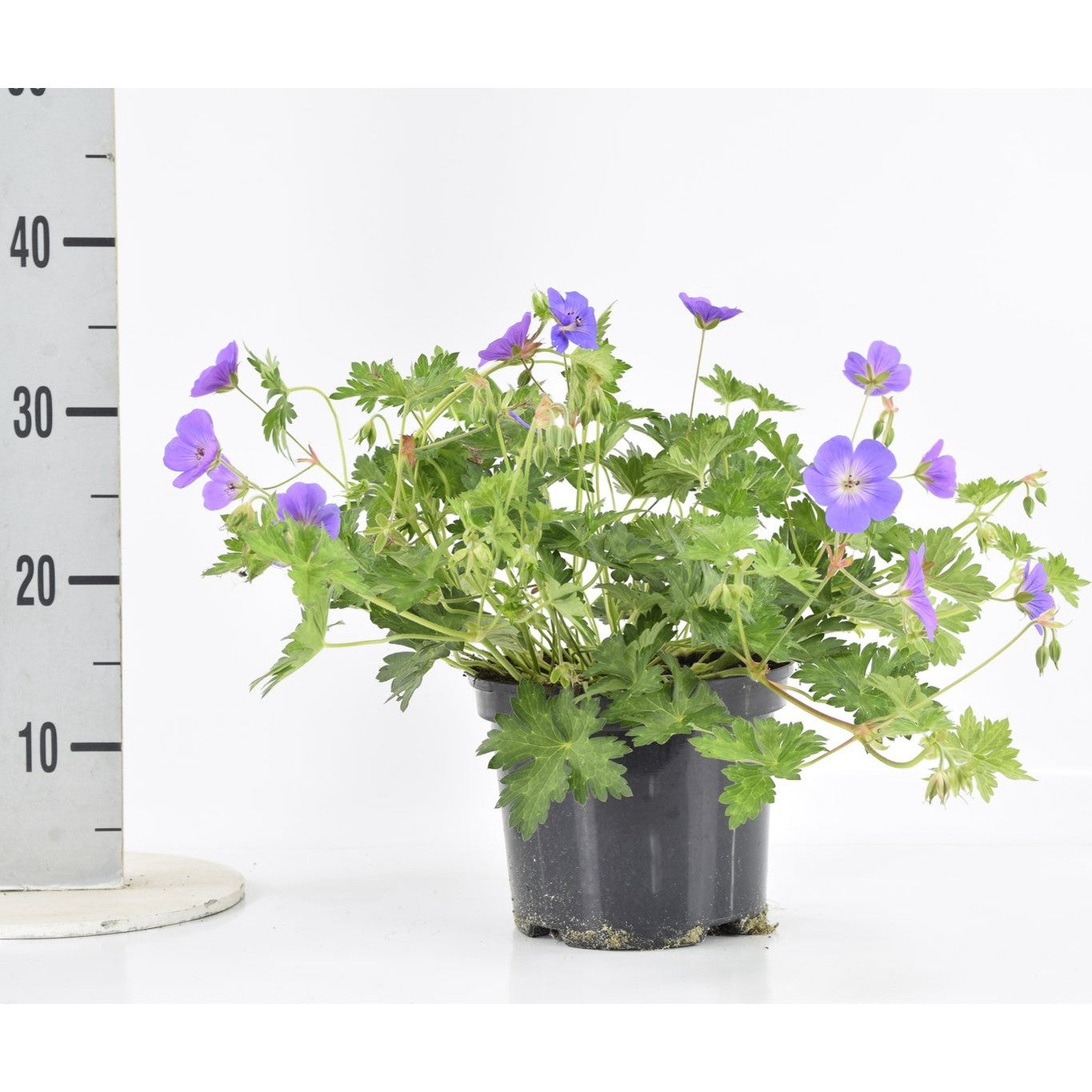 Näva – Geranium 'Rozanne' - C3