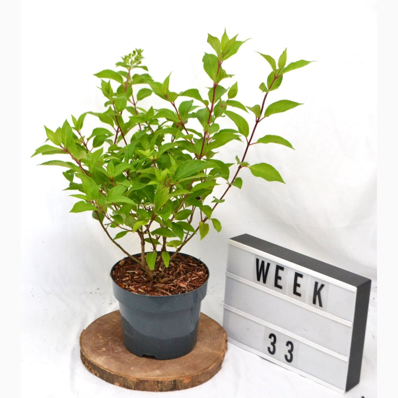 Syrenhortensia – Hydrangea paniculata 'Graffiti' - C3 20-40 CM