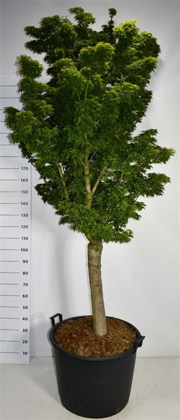 Japansk lönn – Acer palmatum &