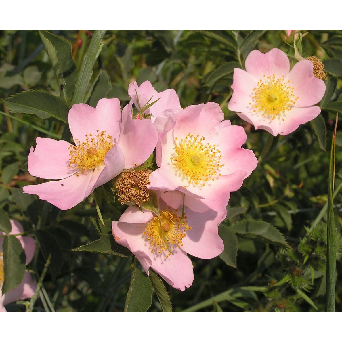 Hunderos – Rosa (o); canina - 60-100 CM bare root 1/1  3-5 branche