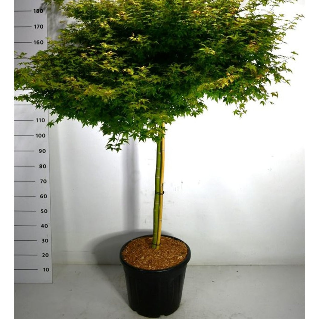 Japansk lönn – Acer palmatum 'Little Princess' - C35 110 cm. Stam