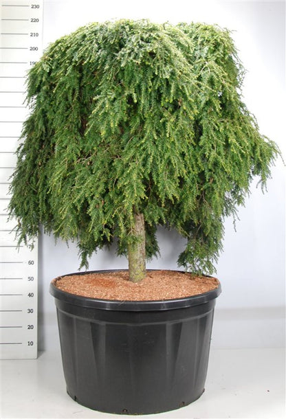 Hemlock – Tsuga canadensis &