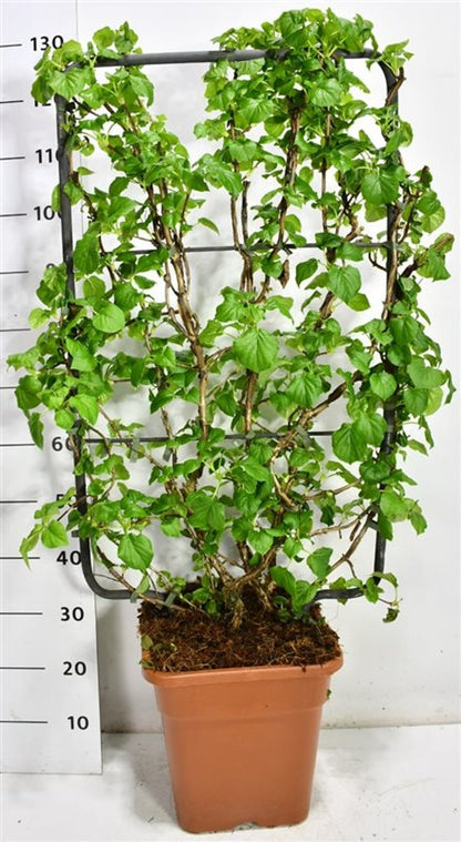 Klätterhortensia – Hydrangea petiolaris - C18 100 cm. Scherm