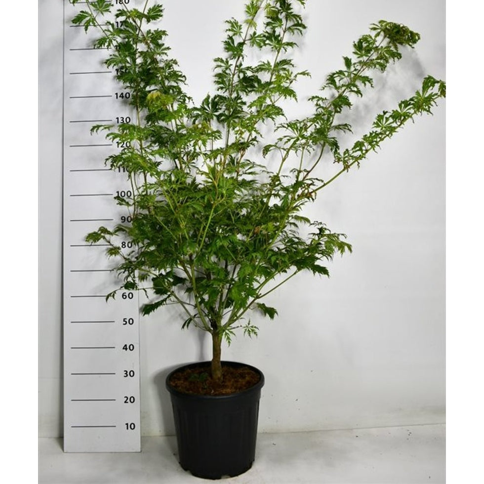 Japansk lönn – Acer palmatum 'Autumn Red' - C25 150-175 cm.